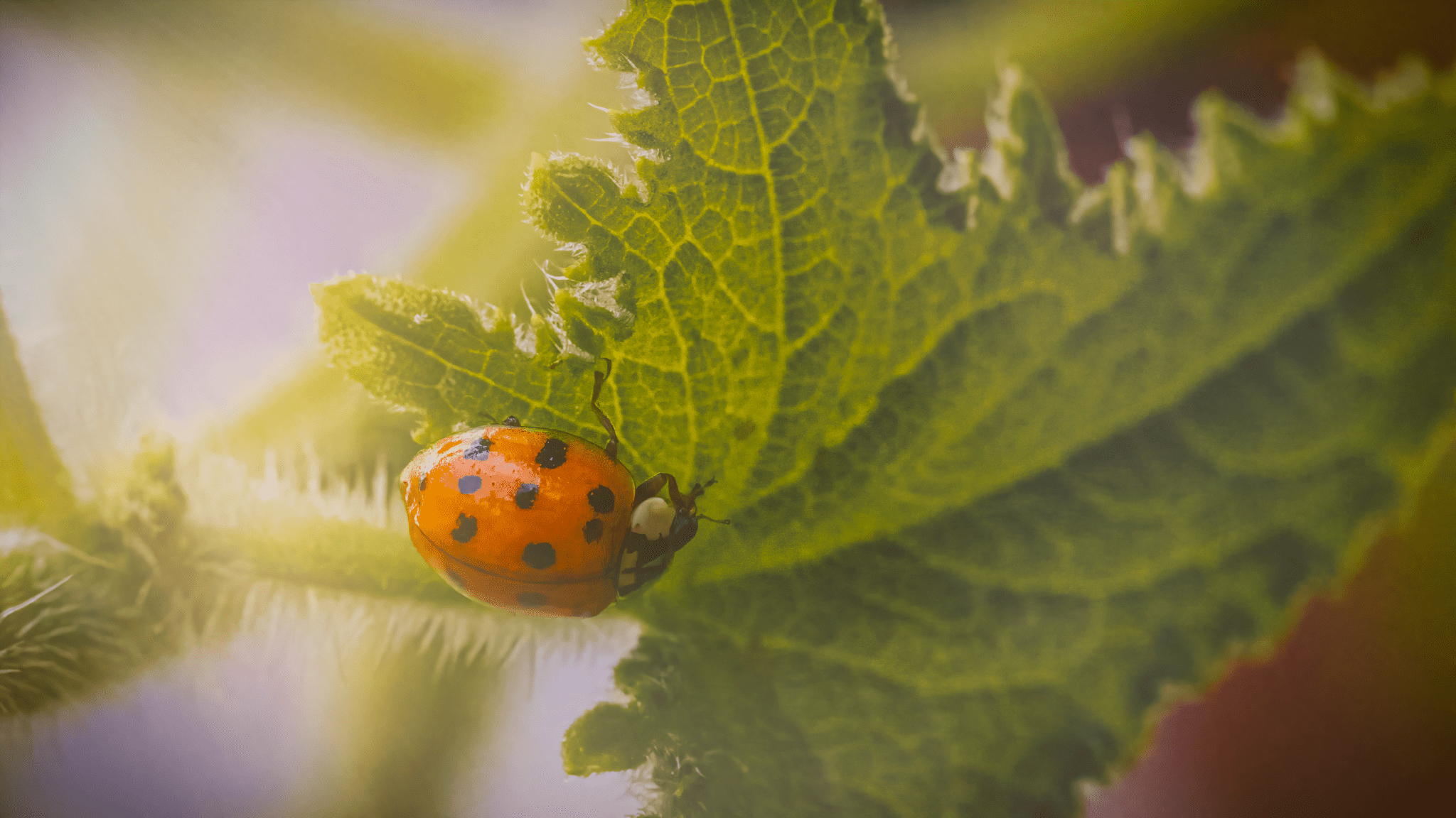 Ladybug - Gardening Tips